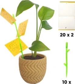 Aniway® - Fruitvliegjes Vanger - 40 Stuks (20 X 2) - Rouwvliegjes Bestrijden - Rouwvliegjes - Sterke Kleefkracht - Voor Buiten En Binnen