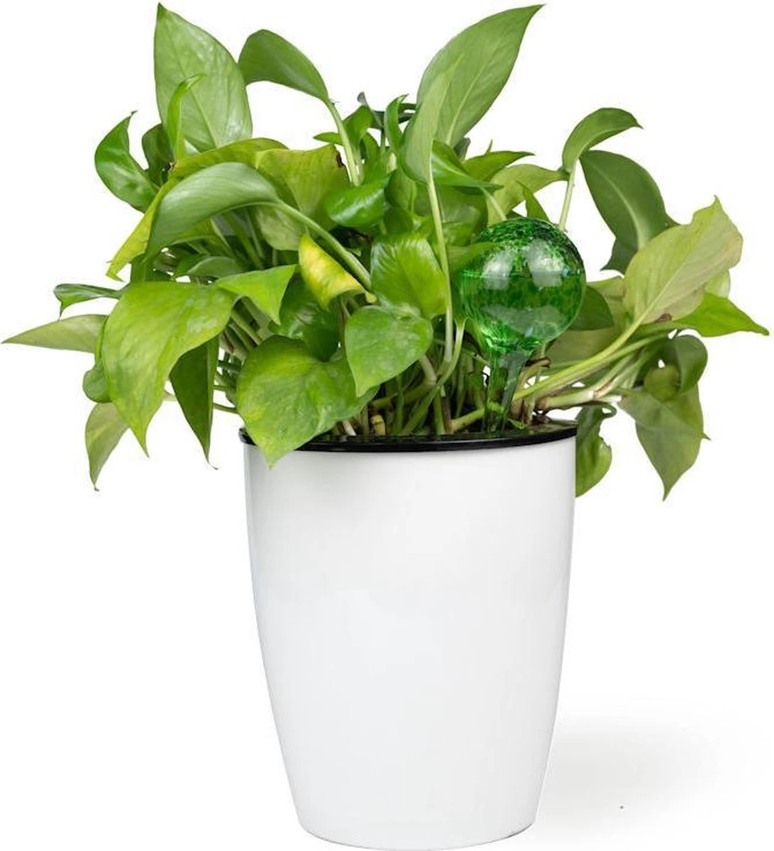 Merkloos Decopatent® 4 Stuks - Waterdruppelaar Voor Planten - Watergever - Glas - Waterbollen - Watergeefsysteem - Plantenbollen - Groen 8 Merkloos Decopatent® 4 Stuks - Waterdruppelaar Voor Planten - Watergever - Glas - Waterbollen - Watergeefsysteem - Plantenbollen - Groen - Afbeelding 6