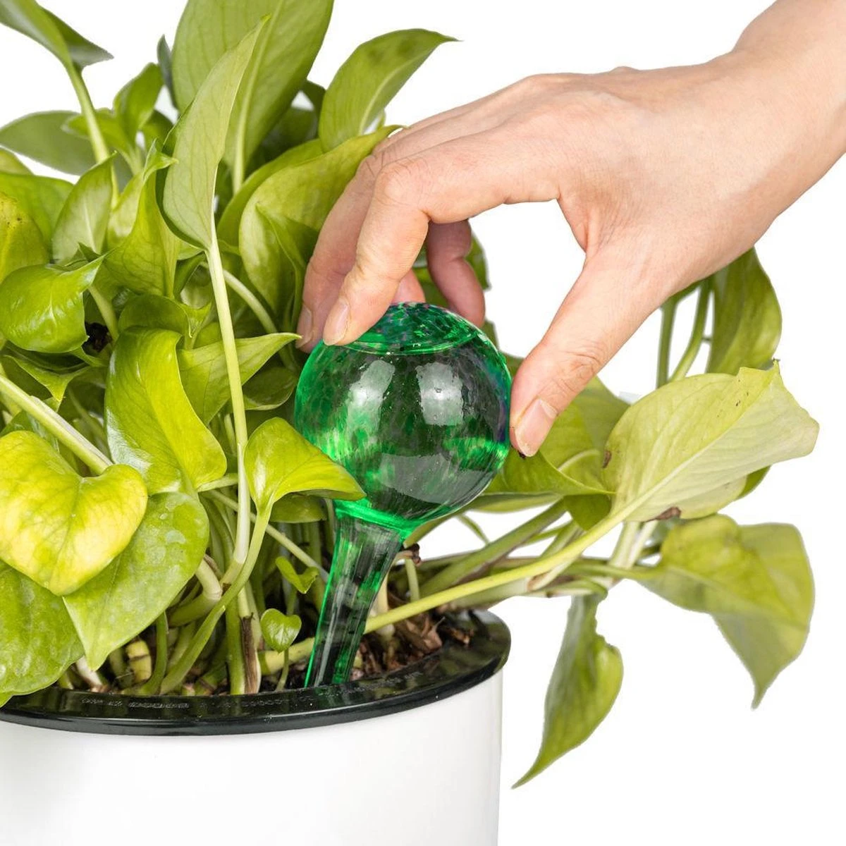 Merkloos Decopatent® 4 Stuks - Waterdruppelaar Voor Planten - Watergever - Glas - Waterbollen - Watergeefsysteem - Plantenbollen - Groen 12 Merkloos Decopatent® 4 Stuks - Waterdruppelaar Voor Planten - Watergever - Glas - Waterbollen - Watergeefsysteem - Plantenbollen - Groen - Afbeelding 10