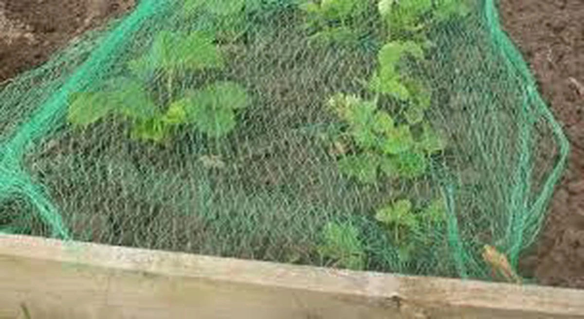 Merkloos Extra Sterk Groen Vogelnet – 5 X 4 Meter – Maaswijdte 30 Mm | Tuinnet Vogels 9 Merkloos Extra Sterk Groen Vogelnet – 5 X 4 Meter – Maaswijdte 30 Mm | Tuinnet Vogels - Afbeelding 7