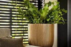 Capi Europe - Bloempot Bol Groove XL - 33x35 - Goud - Bloempot Voor Binnen - Opening ⌀28 - GVGB932 13 Capi Europe - Bloempot Bol Groove XL - 33x35 - Goud - Bloempot Voor Binnen - Opening ⌀28 - GVGB932 -Gardena Winkel 1200x796 10