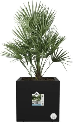 Elho Vivo Next Vierkant 30 - Plantenbak Voor Binnen & Buiten - Ø 29.5 X H 29.5 Cm - Zwart/Living Black 30 Elho Vivo Next Vierkant 30 - Plantenbak Voor Binnen & Buiten - Ø 29.5 X H 29.5 Cm - Zwart/Living Black -Gardena Winkel 720x1200